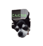 我が家の愛犬  アンジーとトム  02（個別スタンプ：7）