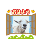 幸福ヤギ『コウ』のスタンプ（個別スタンプ：1）
