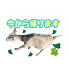 幸福ヤギ『コウ』のスタンプ（個別スタンプ：9）