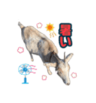 幸福ヤギ『コウ』のスタンプ（個別スタンプ：10）