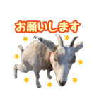 幸福ヤギ『コウ』のスタンプ（個別スタンプ：12）