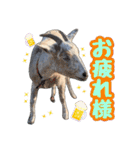 幸福ヤギ『コウ』のスタンプ（個別スタンプ：14）