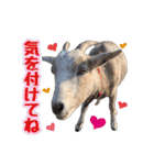 幸福ヤギ『コウ』のスタンプ（個別スタンプ：15）