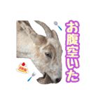 幸福ヤギ『コウ』のスタンプ（個別スタンプ：16）