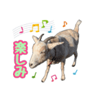 幸福ヤギ『コウ』のスタンプ（個別スタンプ：19）