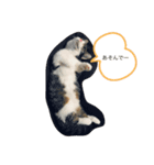 にゃんたの日々の生活（個別スタンプ：6）