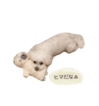 Peco's happy life 2（個別スタンプ：4）