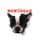フレンチブルドッグのBoss The  French〜（個別スタンプ：16）