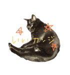 みんなの黒い猫2（個別スタンプ：5）