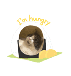 にゃんたの変なポーズ（個別スタンプ：10）