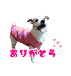 さくらのデイリースタンプ（個別スタンプ：4）