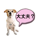 さくらのデイリースタンプ（個別スタンプ：8）