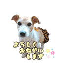 さくらのデイリースタンプ（個別スタンプ：9）