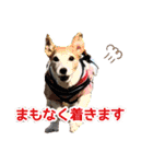 さくらのデイリースタンプ（個別スタンプ：10）