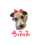 さくらのデイリースタンプ（個別スタンプ：13）