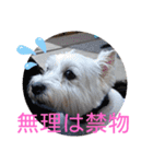 フロレベすたんぷver8（個別スタンプ：26）