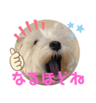 フロレベすたんぷver8（個別スタンプ：36）