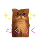 きららの毎日2（個別スタンプ：1）