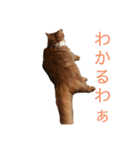 きららの毎日2（個別スタンプ：5）