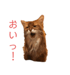きららの毎日2（個別スタンプ：8）