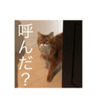 きららの毎日2（個別スタンプ：20）