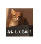 きららの毎日2（個別スタンプ：21）