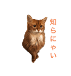 きららの毎日2（個別スタンプ：25）