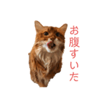 きららの毎日2（個別スタンプ：28）