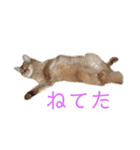 きららの毎日2（個別スタンプ：30）