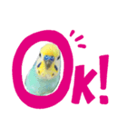 いんこスタンプ！（個別スタンプ：1）