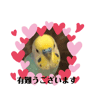 いんこスタンプ！（個別スタンプ：4）