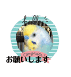 いんこスタンプ！（個別スタンプ：5）