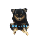 pekopuchi（個別スタンプ：1）