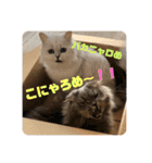 千ニャン珀にゃん（個別スタンプ：1）