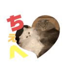 千ニャン珀にゃん（個別スタンプ：2）