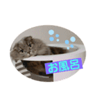 千ニャン珀にゃん（個別スタンプ：4）