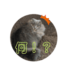 千ニャン珀にゃん（個別スタンプ：5）