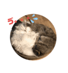 千ニャン珀にゃん（個別スタンプ：7）