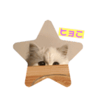 千ニャン珀にゃん（個別スタンプ：11）