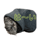 千ニャン珀にゃん（個別スタンプ：16）