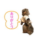 千ニャン珀にゃん（個別スタンプ：17）