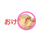 千ニャン珀にゃん（個別スタンプ：18）