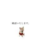 柴犬 tiny ユッズ（個別スタンプ：3）