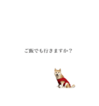 柴犬 tiny ユッズ（個別スタンプ：4）