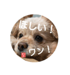 すいかデWhaoo！（個別スタンプ：1）