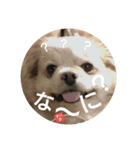 すいかデWhaoo！（個別スタンプ：3）