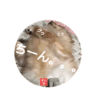 すいかデWhaoo！（個別スタンプ：4）