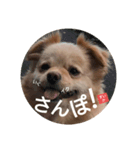 すいかデWhaoo！（個別スタンプ：5）