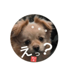 すいかデWhaoo！（個別スタンプ：7）