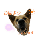 山本アンと山本ルル（個別スタンプ：2）
